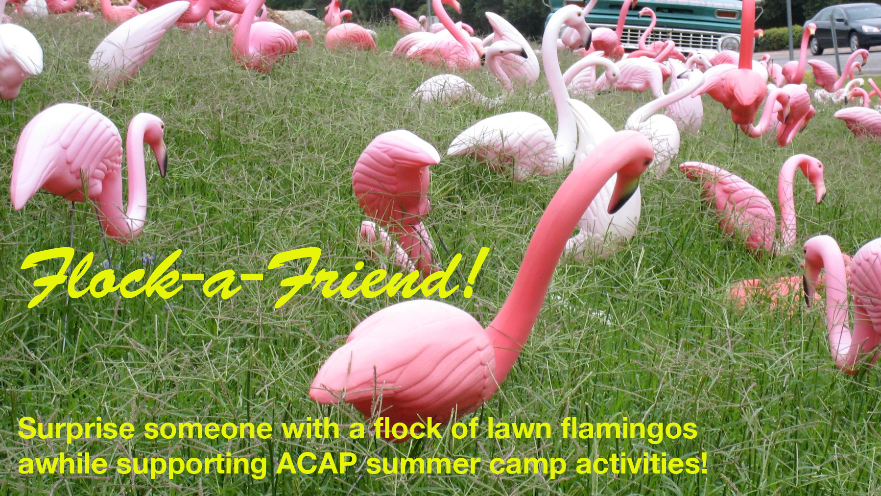 A group of plastic flamingos in a yard