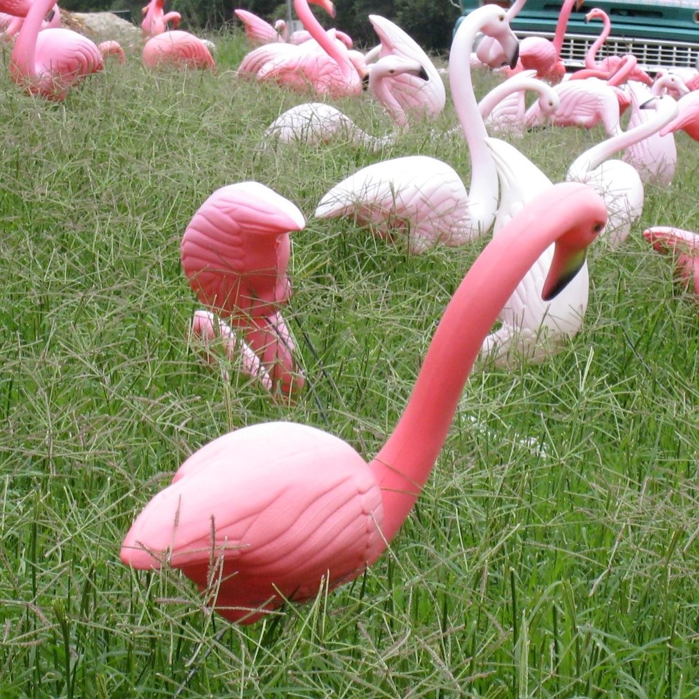 Some plastic flamingos in a yard.